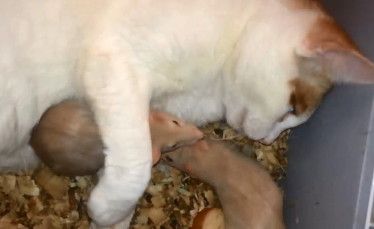 和花枝鼠一起睡,跟花枝鼠一起睡觉