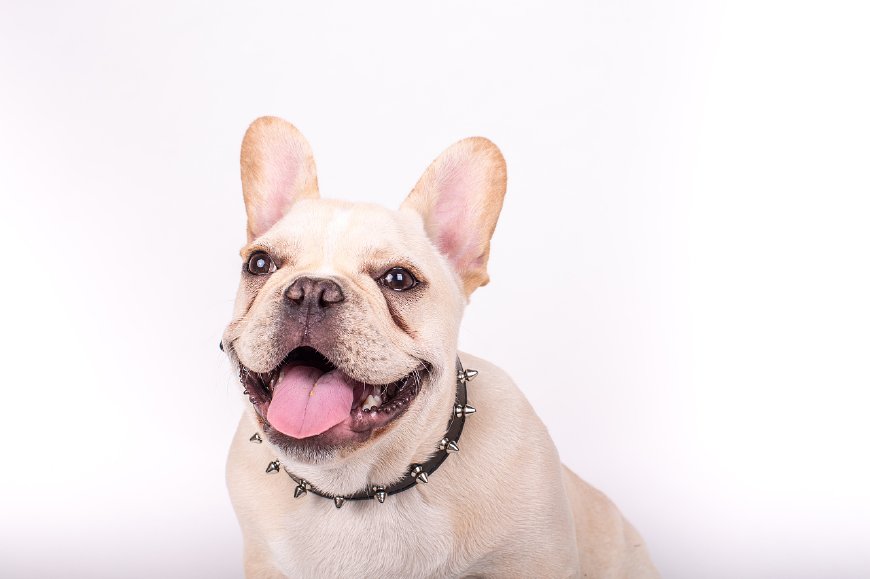 跟着世界杯一起走出国门的狗狗们