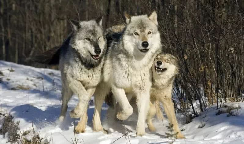 草原马背上的守护者,草原雄鹰的守护神