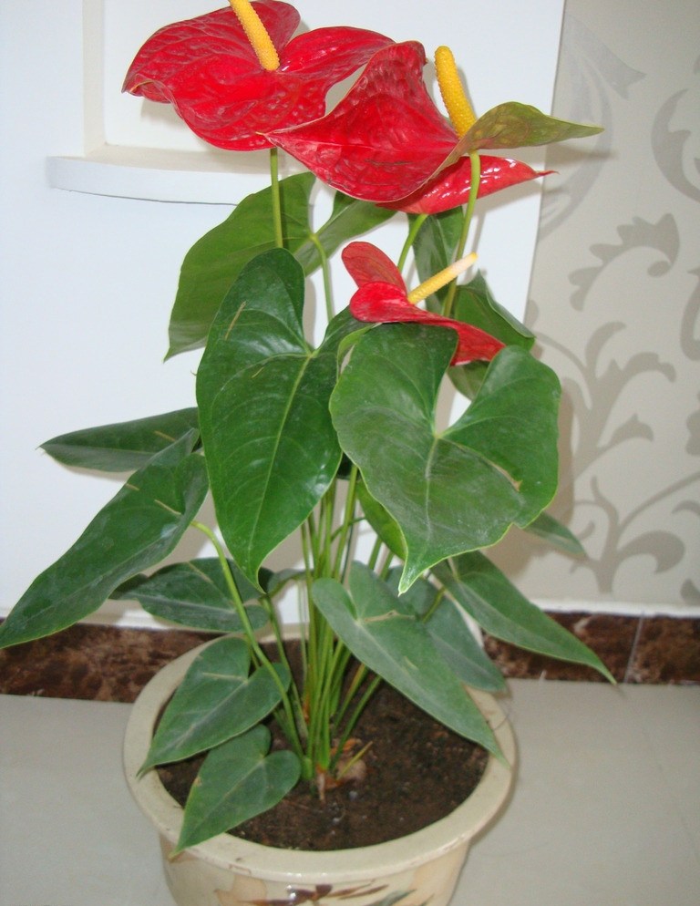 家中养花风水有哪些讲究,家里养花风水好的有哪些