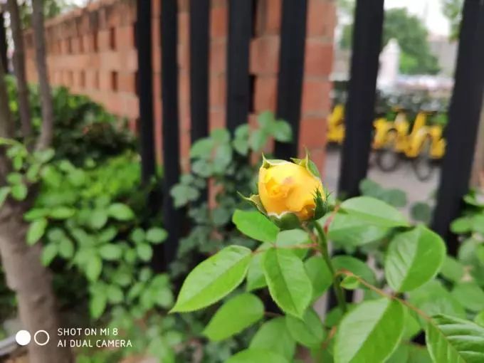 手机测评小米8系列怎么样啊,小米8手机优缺点深度解析