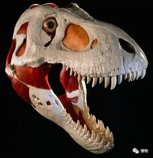 特暴龙为什么是恐龙最强的,暴龙跟霸王龙有多像