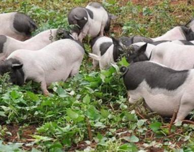 香猪好养吗,香猪养殖的益处