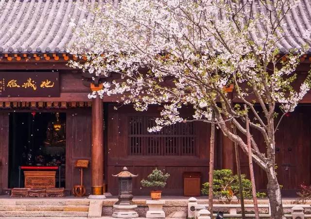 广富林遗址预约门票多少钱,小松探园门票