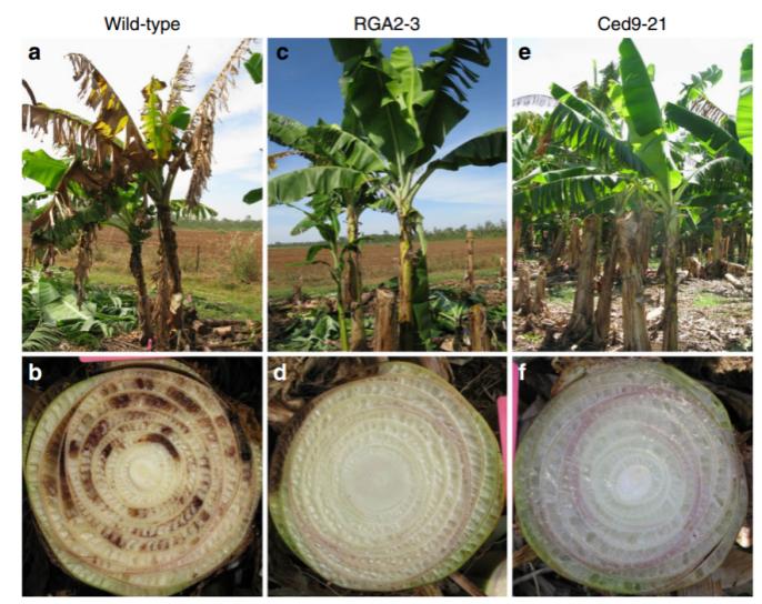 人类最早驯化的果树之一,人类培育的水果