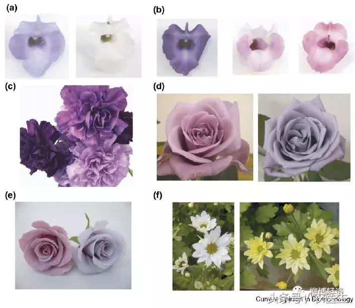 黑玉米是转基因的吗怎么煮,黑玉米是转基因食品吗