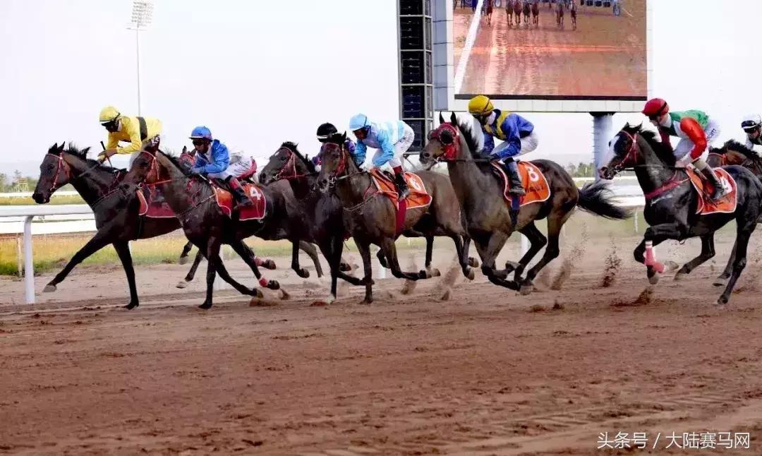 内蒙古伊泰大漠马业在哪里,内蒙古伊泰大漠马业