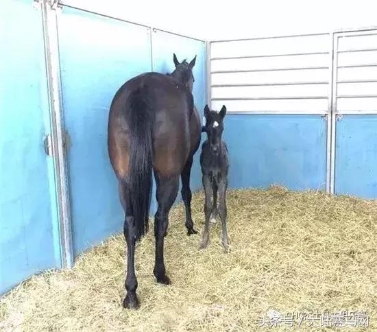伊泰大漠鄂尔多斯金杯赛火爆来袭！开启“三杯一节”品牌赛马序幕