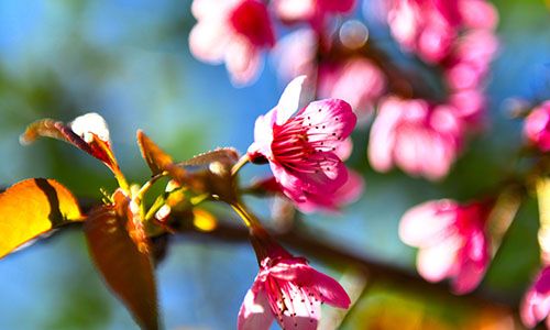 让残疾人生活更美好：腾冲市招募助残志愿者