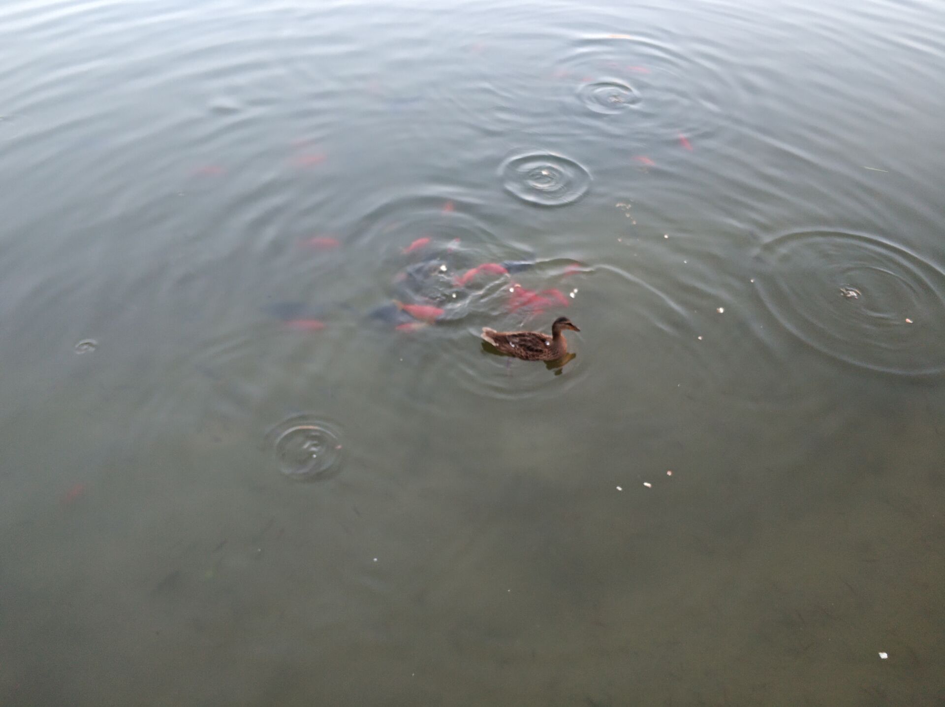 乌鲁木齐南湖全景图,乌鲁木齐南湖公园夜景