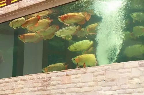 经典混养搭配,混养的问题及解决方法