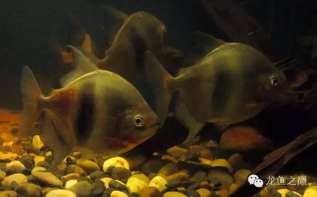 小型热带鱼的大致混养原则,新手热带鱼推荐混养
