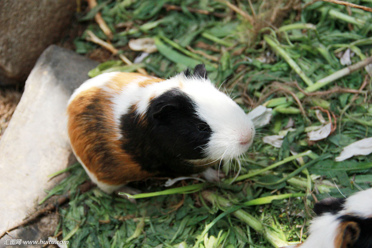 1996属鼠2023年运势,属鼠的人婚姻和运程怎么样