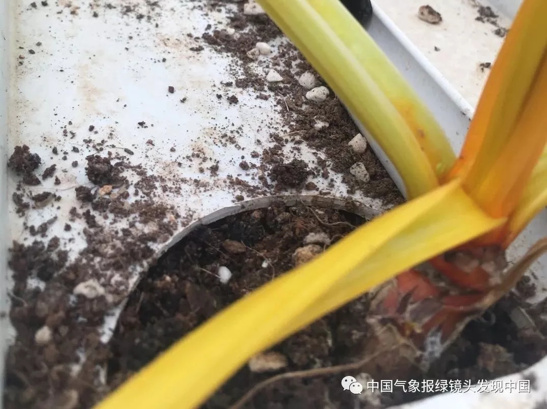 靠这些奇特“果果”也能致富？科技扶贫如有神助！