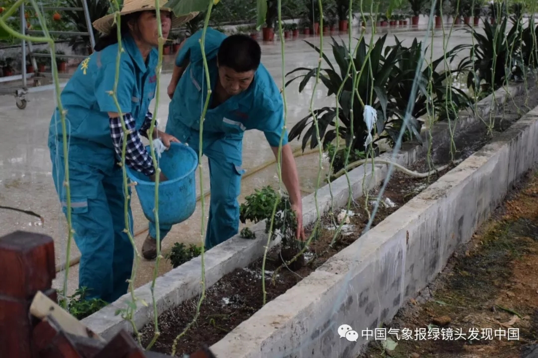 靠这些奇特“果果”也能致富？科技扶贫如有神助！