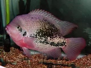 闆岄泟楸肩殑姝ｇ‘閰嶅鏂规硶,绉嶉奔濡備綍閰嶅