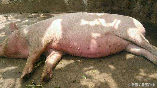 猪中暑打什么针效果好,猪打针应激最好的急救方法