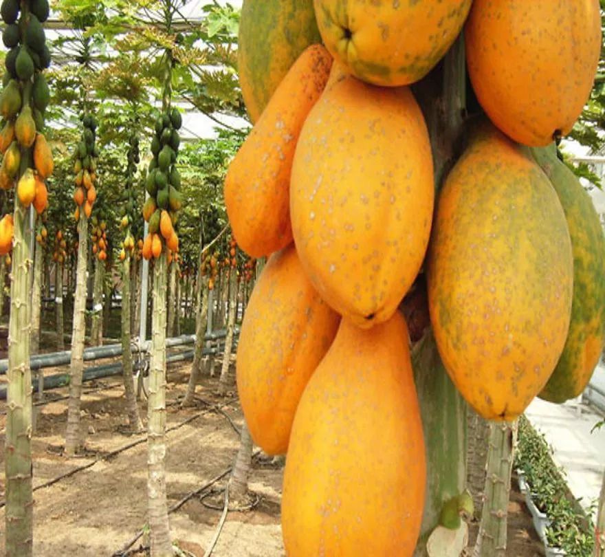 广西一年四季有吃不完的应季水果,广西什么水果便宜又好吃夏天