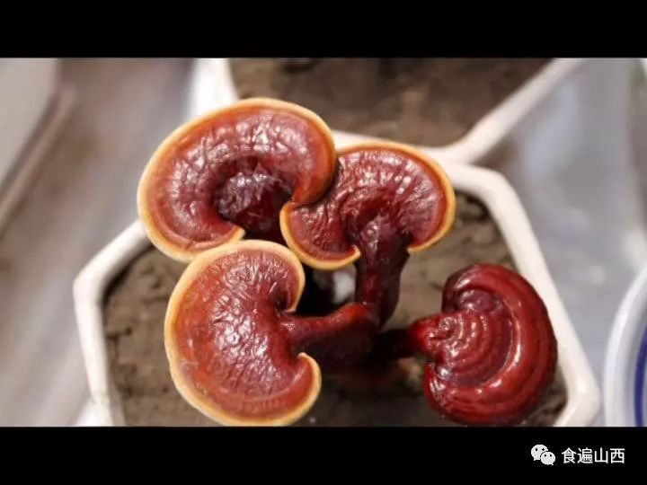 寿仙谷灵芝孢子粉价格,灵芝孢子粉有什么禁忌