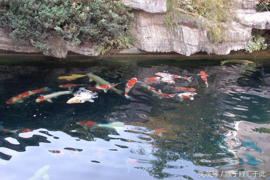 锦鲤应激了该怎么救,锦鲤濒死怎么抢救