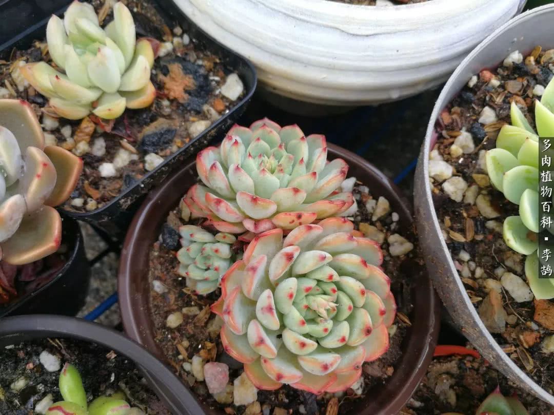 10种养不死的多肉新手的首选,露养多肉的100种方法