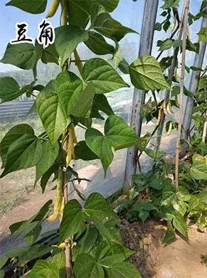 吉林长春农家乐有哪些,长春合心镇农家乐