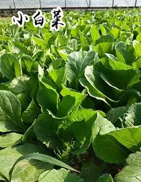 吉林长春农家乐有哪些,长春合心镇农家乐