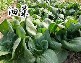 吉林长春农家乐有哪些,长春合心镇农家乐