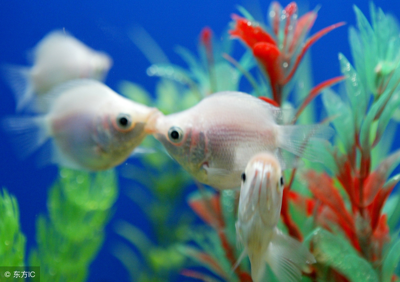 如果中国有个足球巨星会怎么样,假如中国有一支顶级足球队