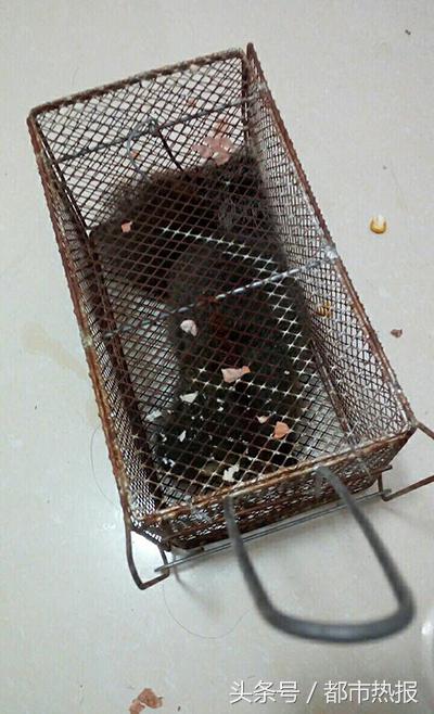 小松鼠被黄鼠狼抓,家养小松鼠会逃跑吗