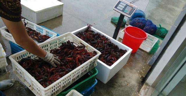 潜江油焖大虾发源地,湖北潜江五七油焖大虾火爆场面