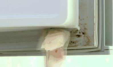 怎么清洗冰箱封条的最佳方法,冰箱封条除霉的最好方法