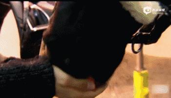 世界杯德国最美太太团,世界杯四强最美太太