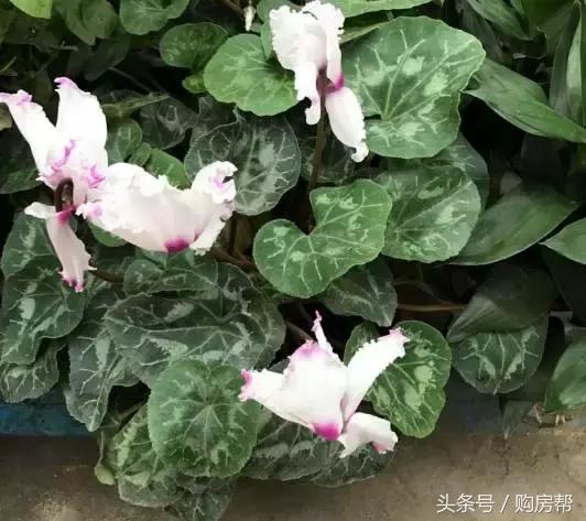 哪种绿萝吸甲醛最好,去甲醛最好的10种植物绿萝