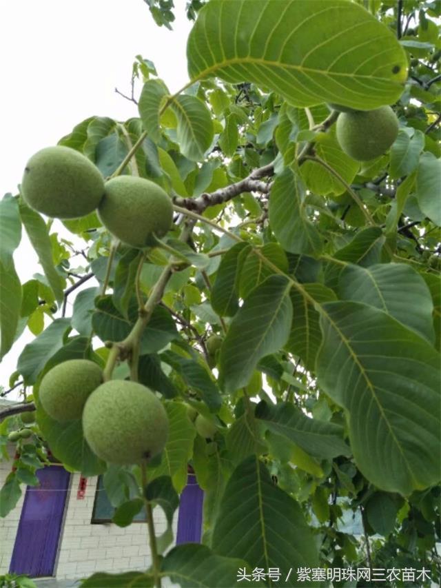 梨木台风景区顺缘农家院,天津蓟县梨木台顺鑫缘农家院