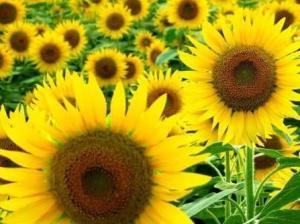 向日葵——朝阳花、转日莲、向阳花、望日莲、太阳花