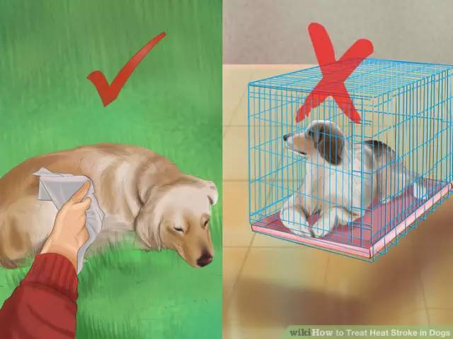 狗狗夏日中暑怎么办,夏季狗狗中暑怎么办