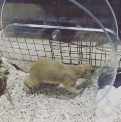 黏人的土拨鼠,黏人可爱会撒娇的动物