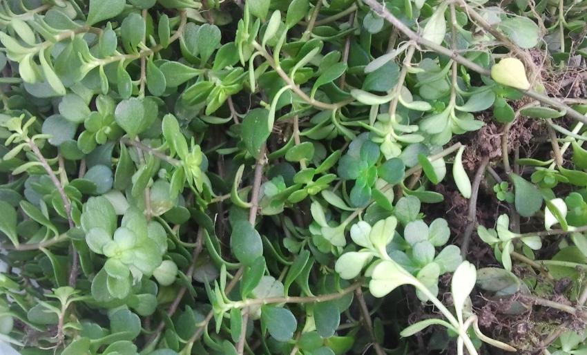 宝宝起痱子了怎么快速消除,小儿长痱子的最快治疗方法