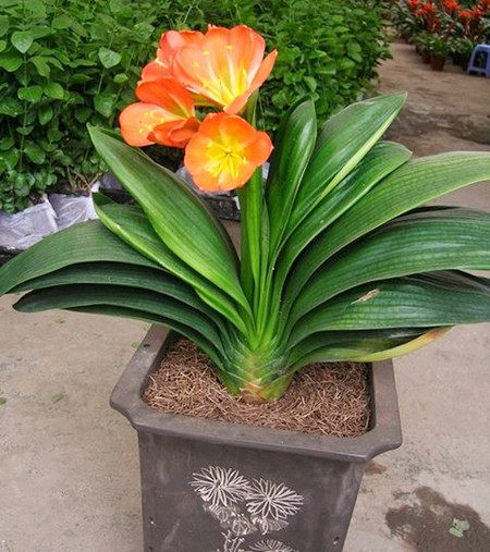 君子兰怎么养才能让它快速开花,养君子兰用什么方法开花快