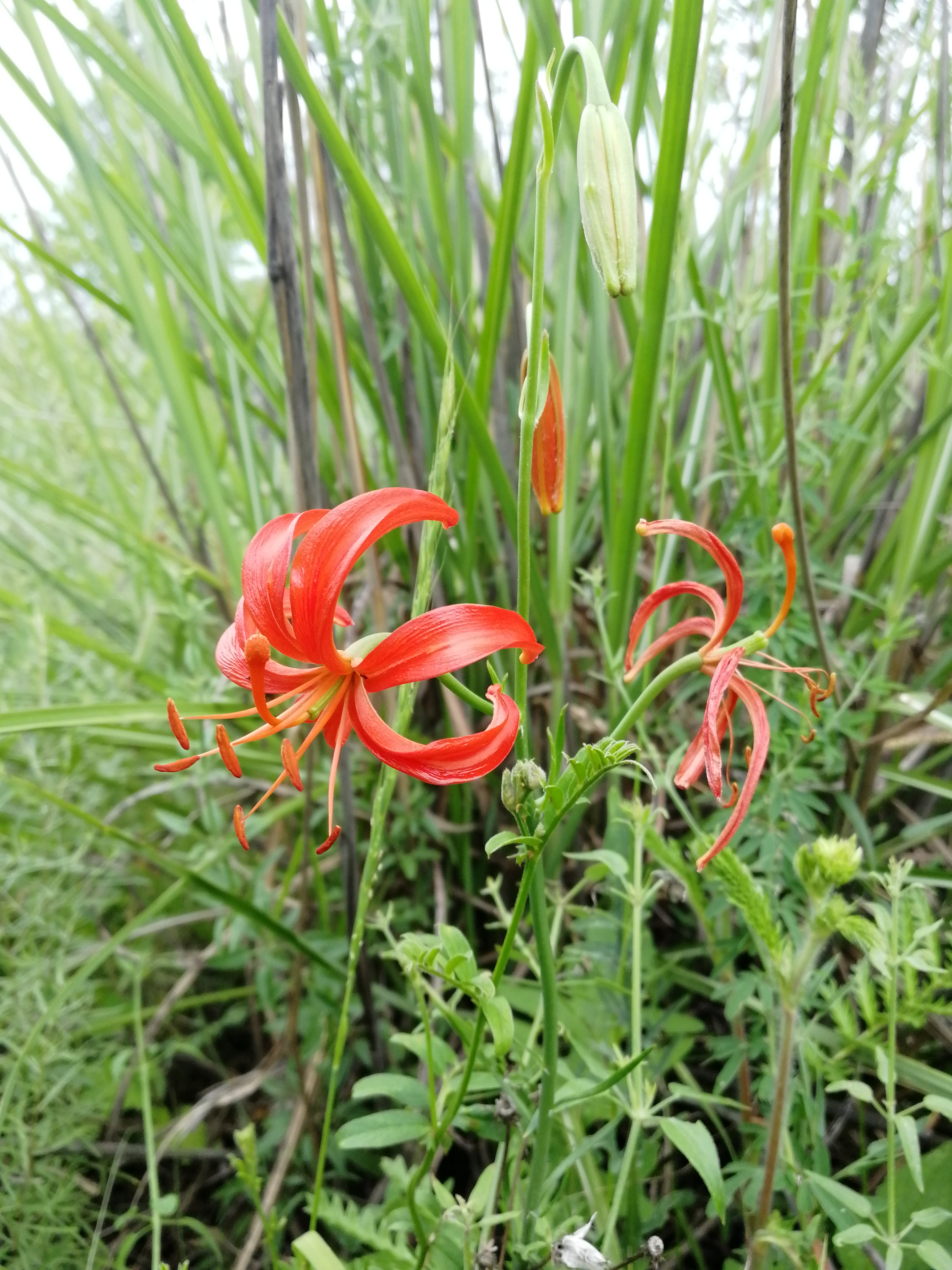 山丹丹开花红艳艳抖音素材,山丹丹花开红艳艳文字