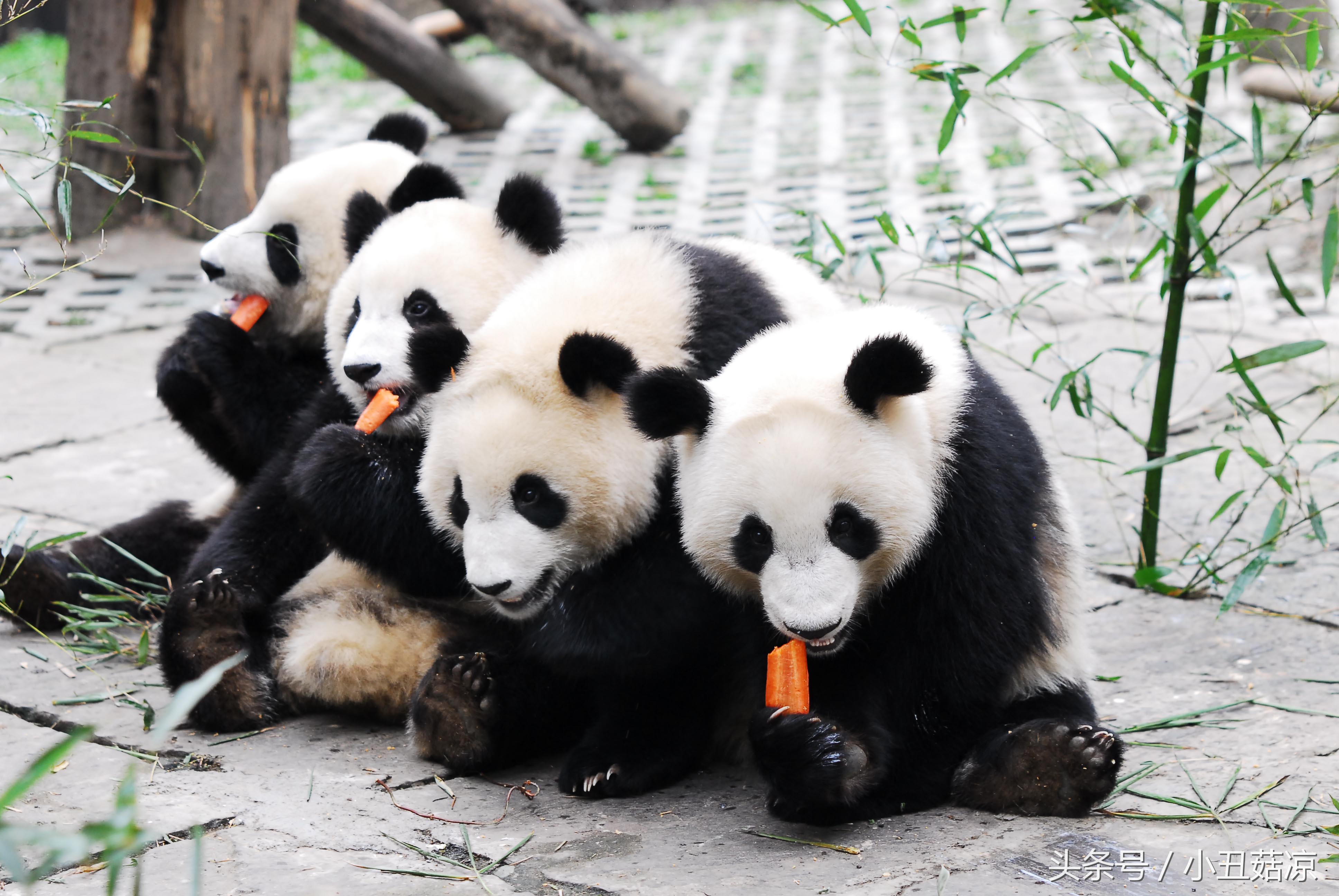 前方高能！疯狂动物城有猛兽出没，请保管好自己的小心脏！