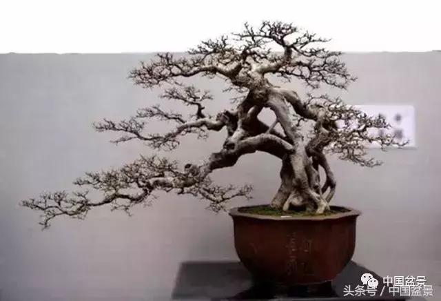 榕树盆景欣赏,欣赏盆景的感受句子