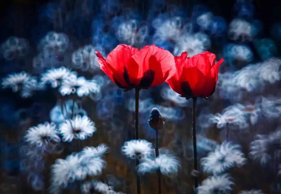 做个花心的女人视频,做个花心的女人歌曲