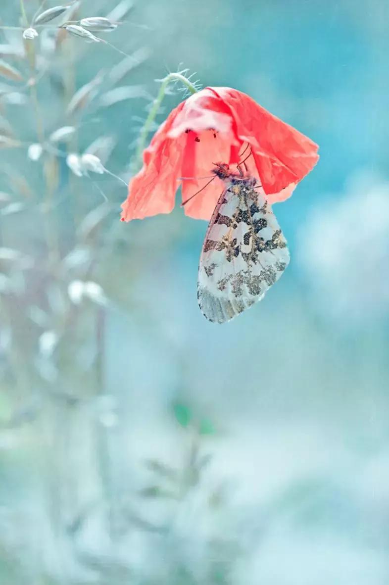 做个花心的女人视频,做个花心的女人歌曲