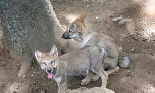 世界杯吉祥物都有哪些,世界杯吉祥物图片2022原型