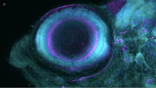 斑马鱼用什么显微镜看东西,荧光显微镜下观察斑马鱼