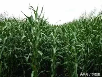 玉米倒伏的最佳解决方法,玉米倒伏补救最快方法
