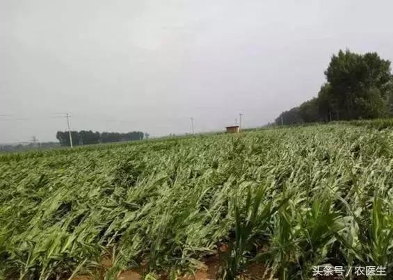 玉米倒伏的最佳解决方法,玉米倒伏补救最快方法