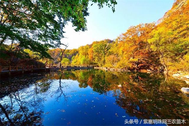 梨木台古树农家院,蓟县梨木台兴业缘农家院